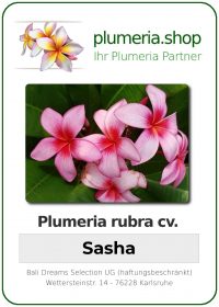 Plumeria rubra "Sasha"