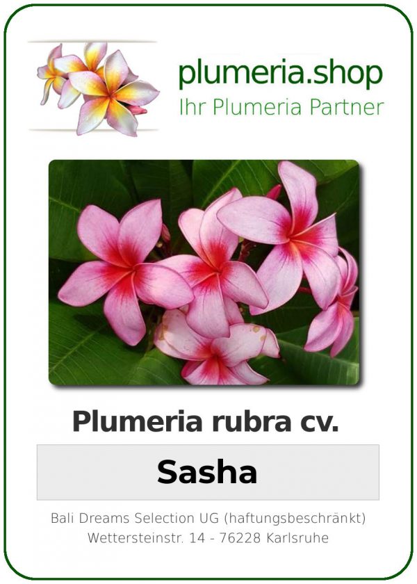 Plumeria rubra "Sasha"