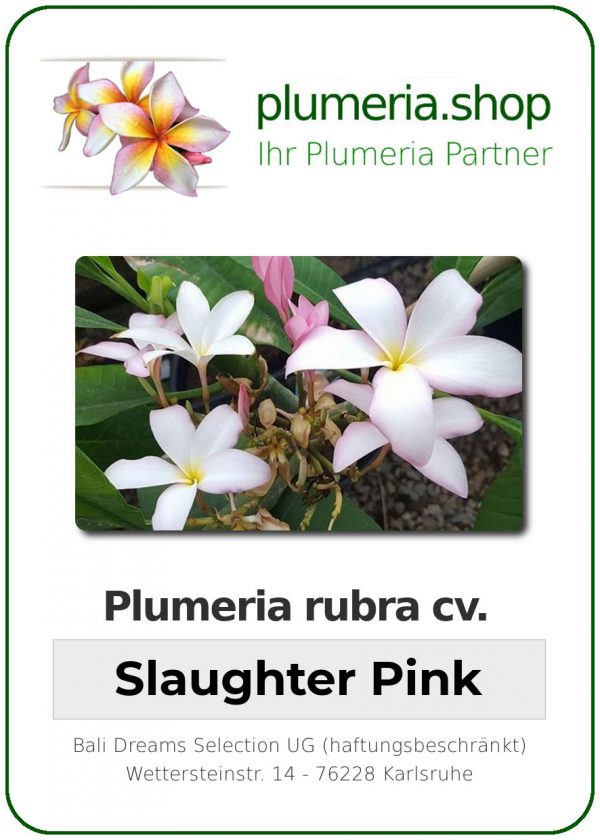 Plumeria rubra "Slaughter Pink"