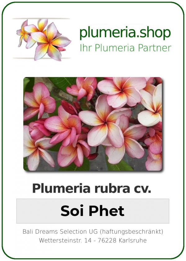 Plumeria rubra "Soi Phet"