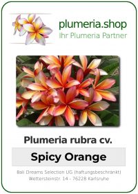 Plumeria rubra "Spicy Orange"