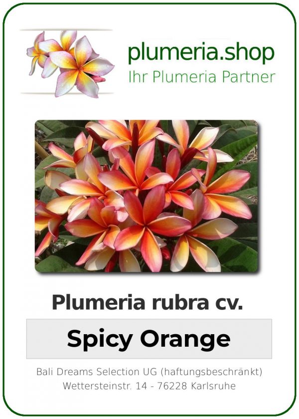 Plumeria rubra "Spicy Orange"