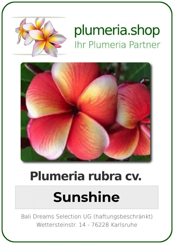 Plumeria rubra "Sunshine"