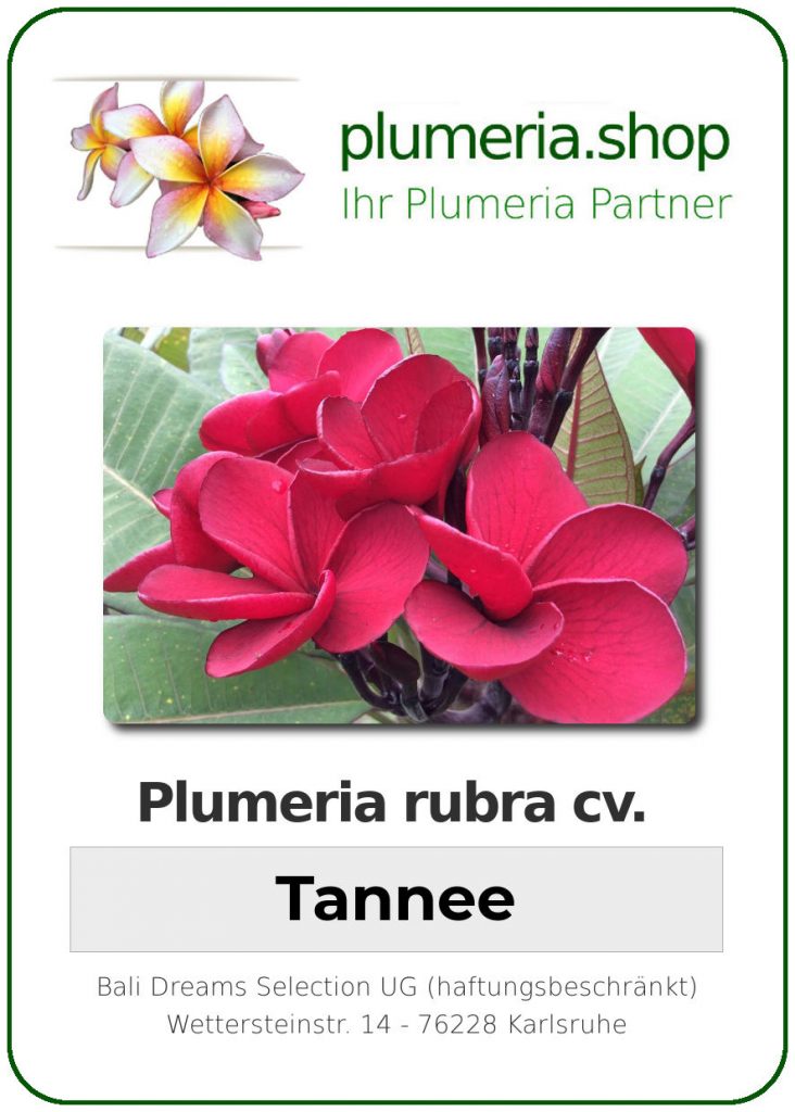 Plumeria rubra "Tannee"