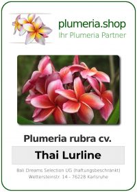 Plumeria rubra &quot;Thai Lurline