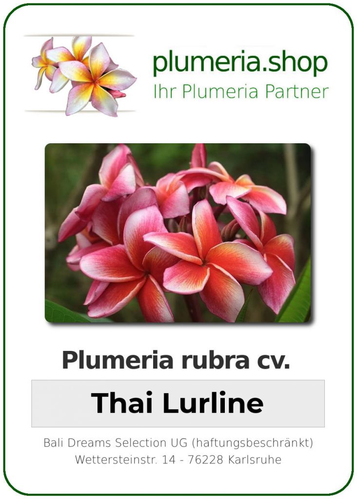 Plumeria rubra "Thai Lurline"