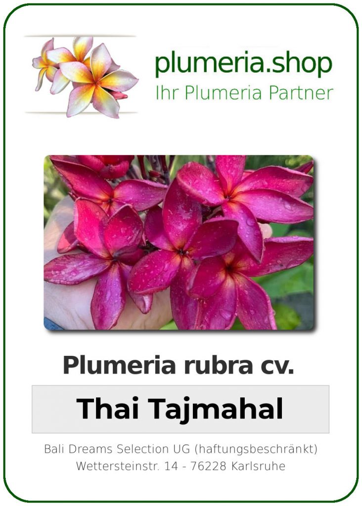 Plumeria rubra "Thai Taj Mahal", wurzelnackt