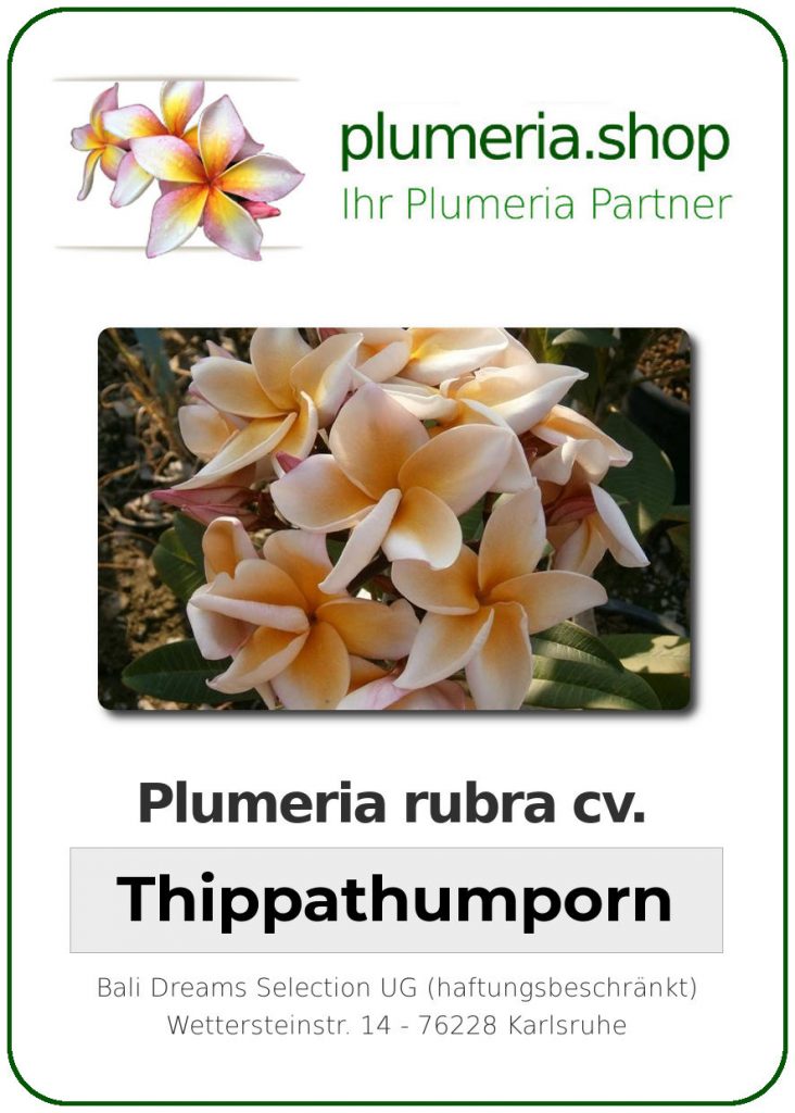 Plumeria rubra "Thippatumporn" - wurzelnackt