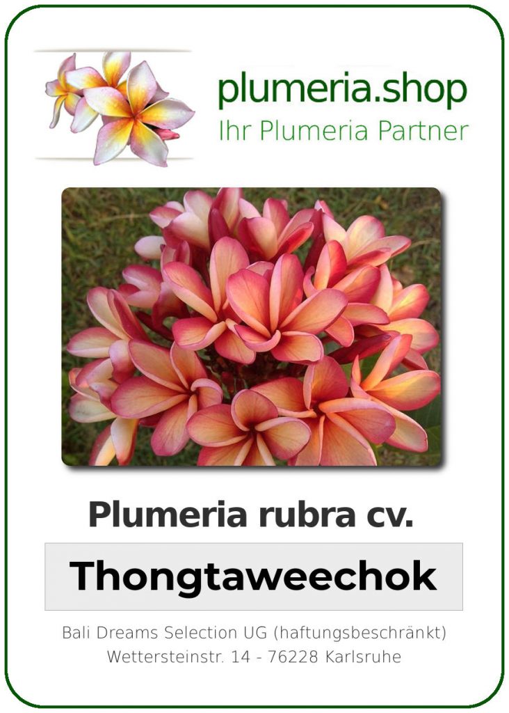 Plumeria rubra "Thongtaweechok" - wurzelnackt