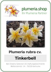 Plumeria rubra "Tinkerbell"
