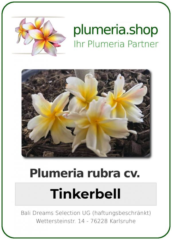 Plumeria rubra "Tinkerbell"