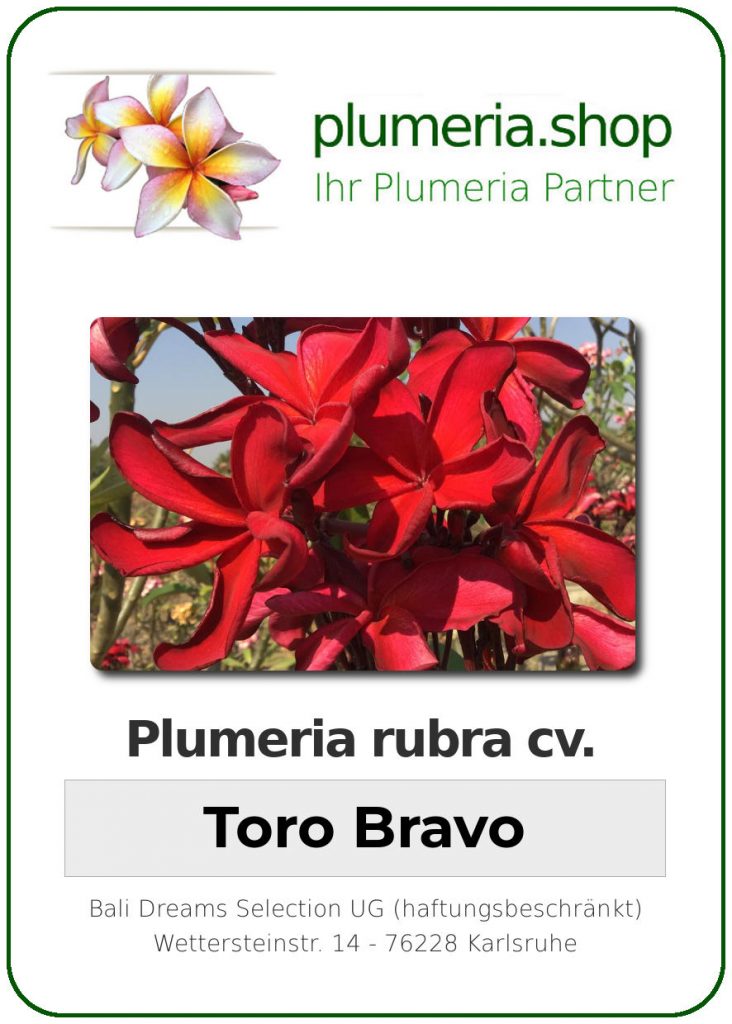 Plumeria rubra "Toro Bravo"