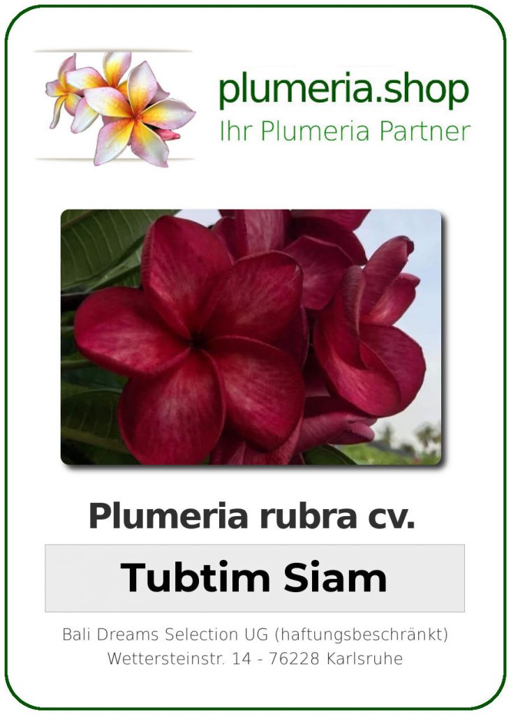 Plumeria rubra "Tubtim Siam"