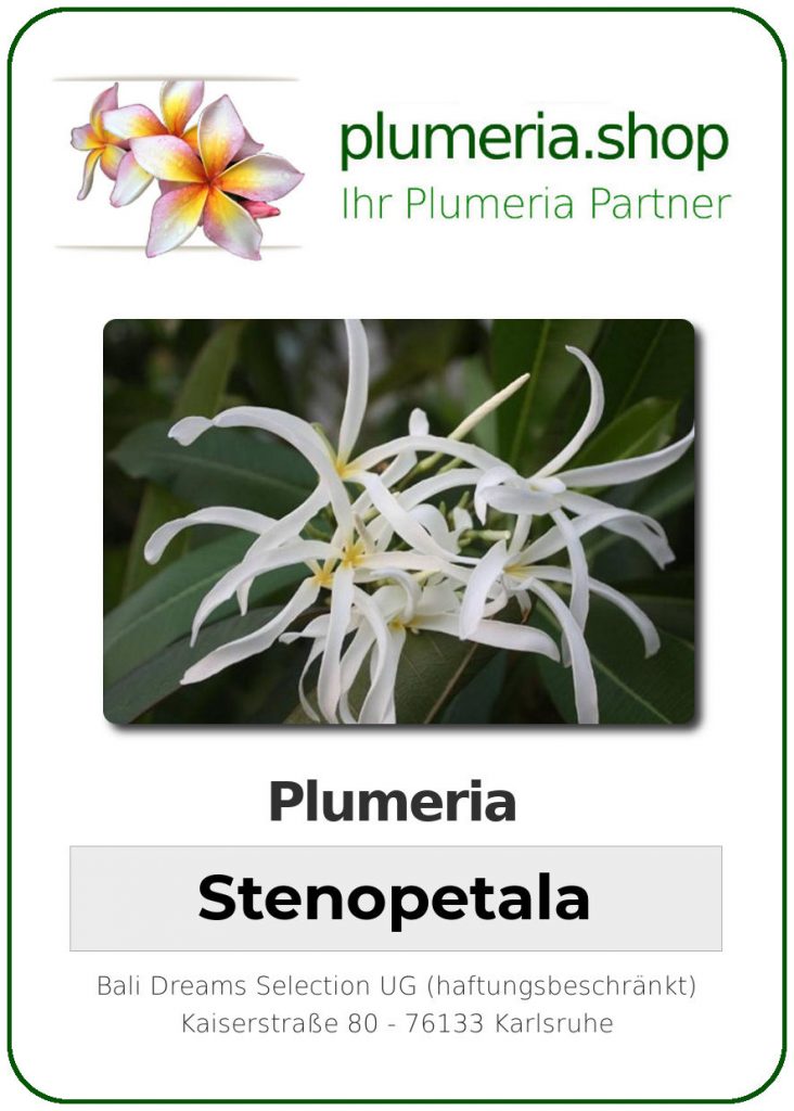 Plumeria Stenopetala, wurzelnackt