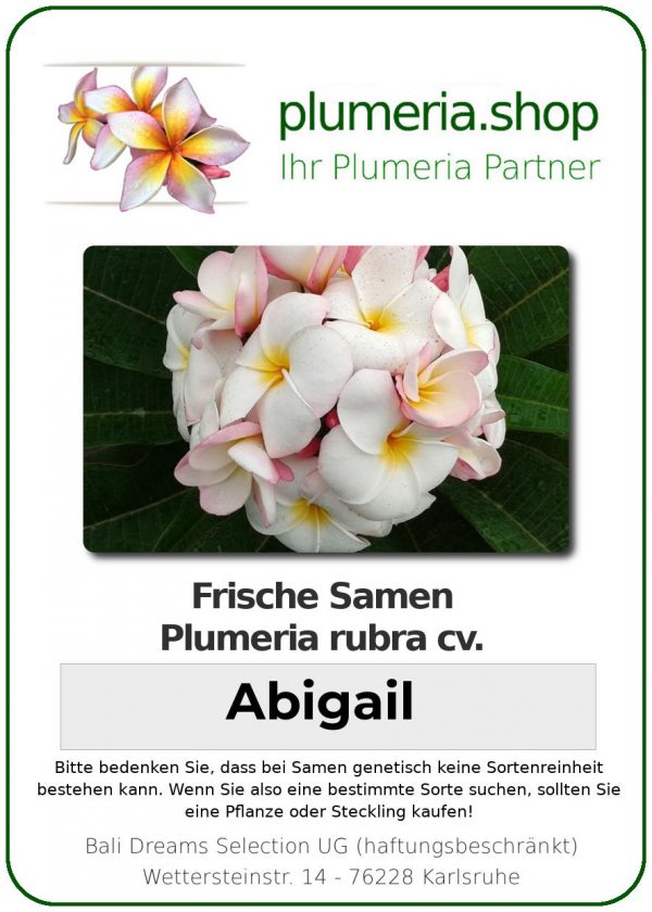 Plumeria rubra "Abigail"