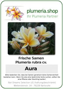 Plumeria rubra "Aura"