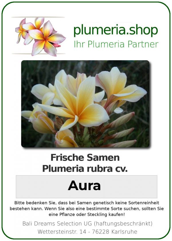 Plumeria rubra &quot;Aura