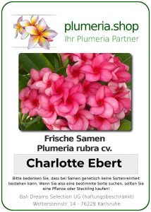 Plumeria rubra "Charlotte Ebert"