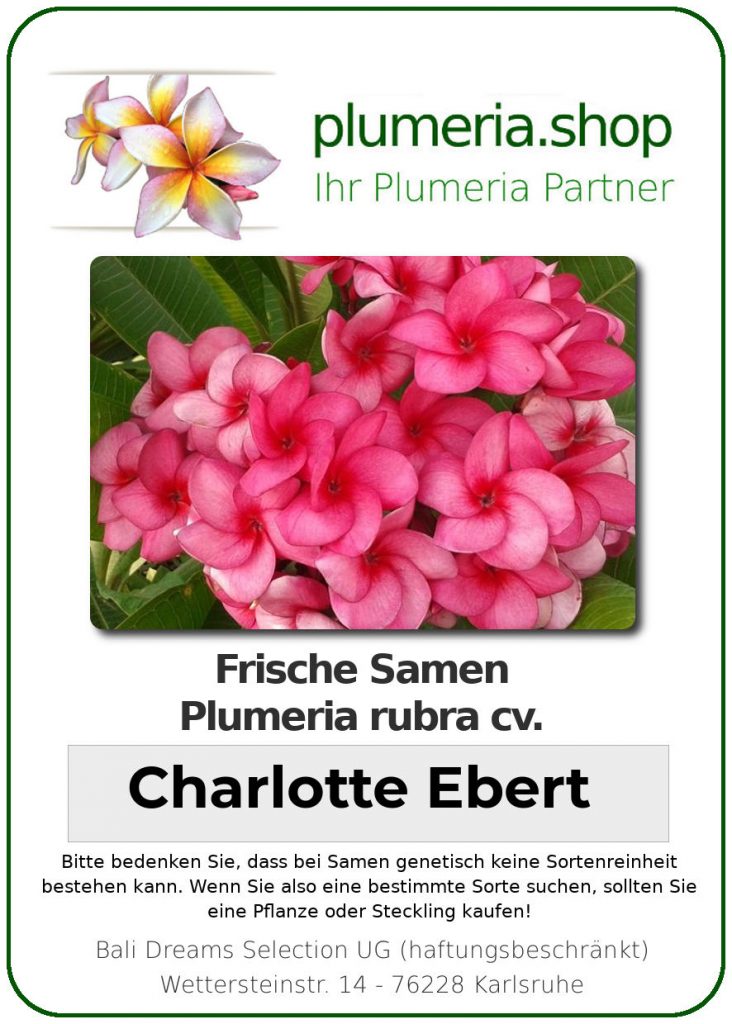 Plumeria rubra "Charlotte Ebert"