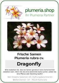 Plumeria rubra "Dragonfly"