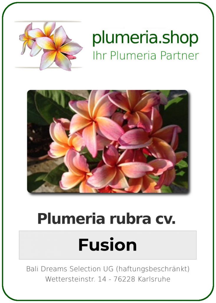 Plumeria rubra "Fusion"