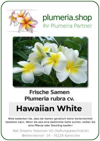 Plumeria rubra "Hawaiian White"