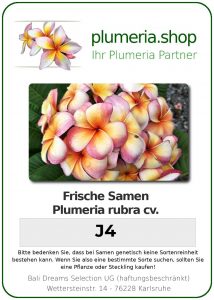 Plumeria rubra "J4"