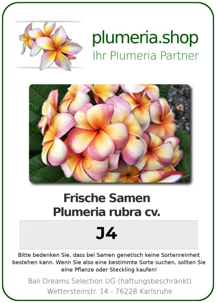 Plumeria rubra "J4"