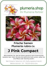Plumeria rubra "J Pink Compact"