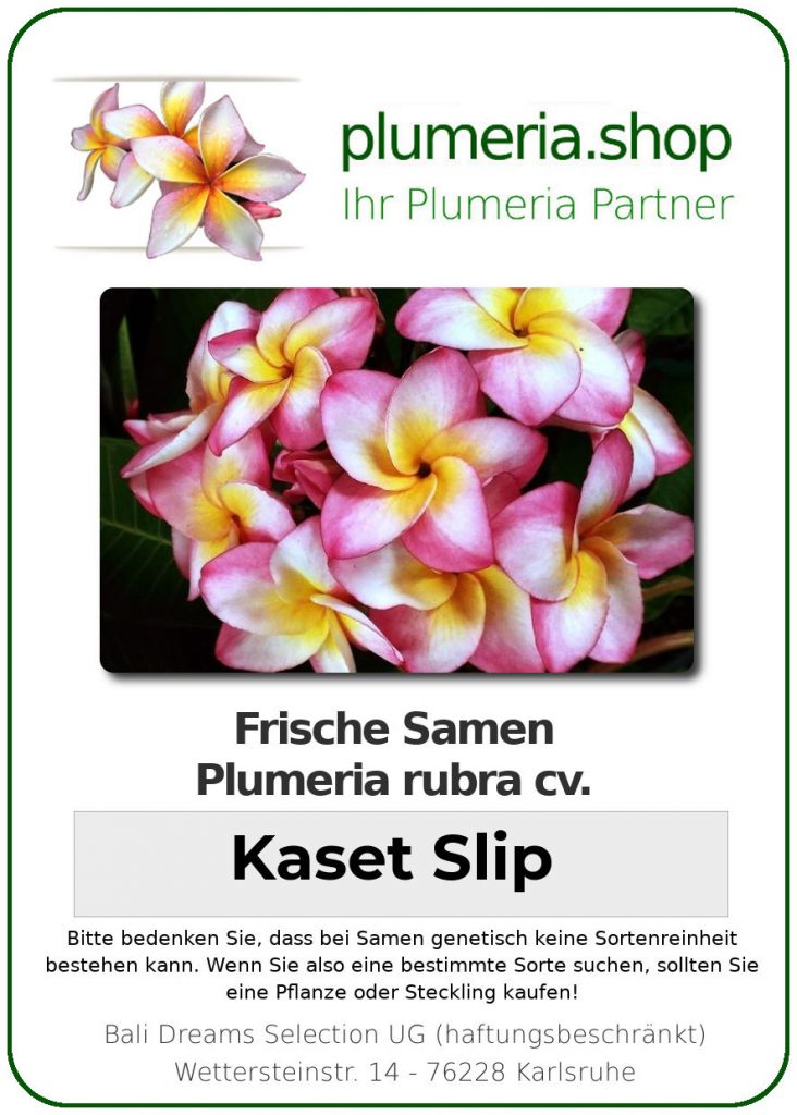 Plumeria rubra "Kaset Slip"
