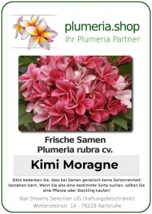 Plumeria rubra "Kimi Moragne"
