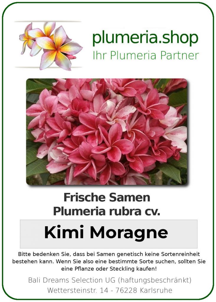 Plumeria rubra "Kimi Moragne"