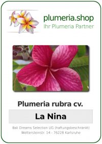 Plumeria rubra "La Nina"