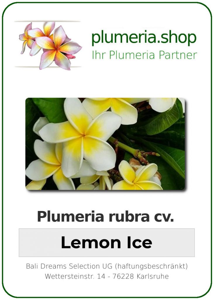 Plumeria rubra "Lemon Ice"