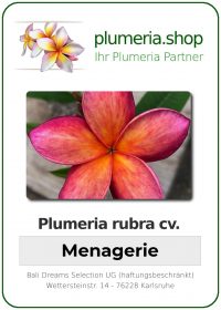 Plumeria rubra "Menagerie"