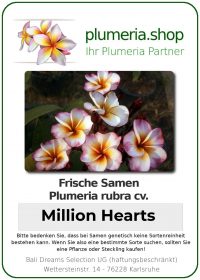 Plumeria rubra &quot;Million Hearts&quot; (cœur million)