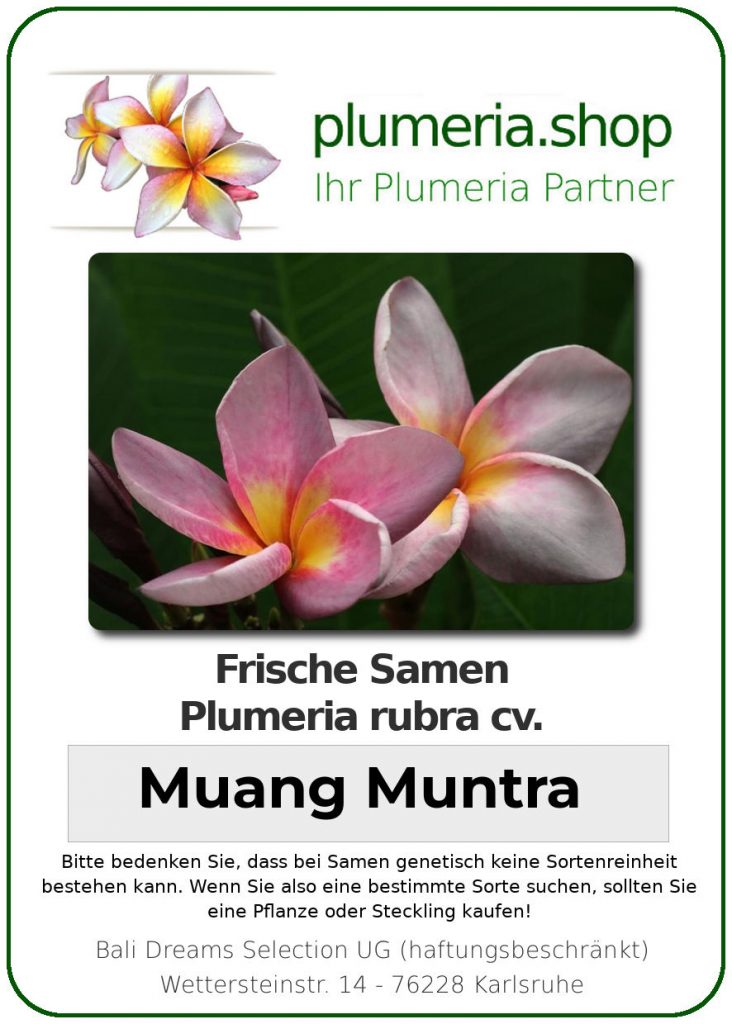 Plumeria rubra "Muang Muntra"