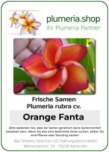 Plumeria rubra "Orange Fanta"
