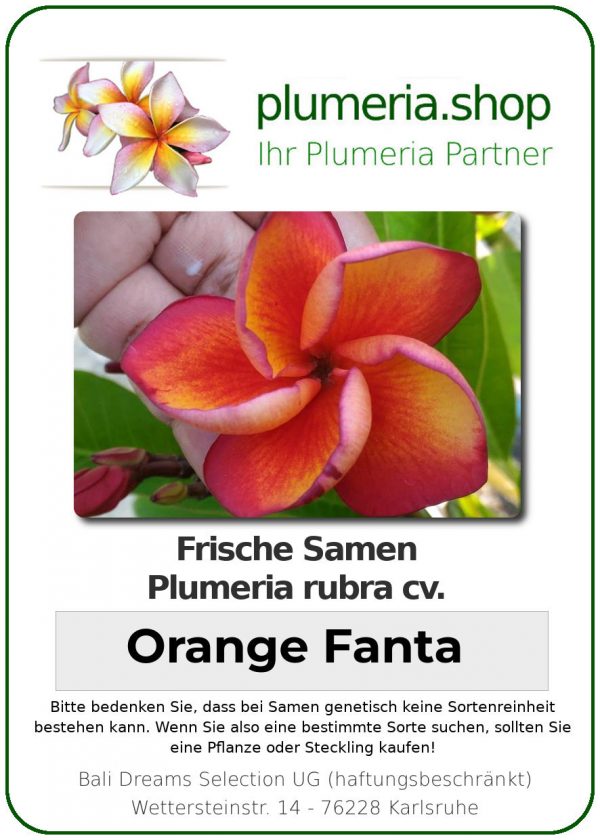 Plumeria rubra "Orange Fanta"