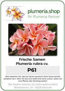 Plumeria rubra "P61"