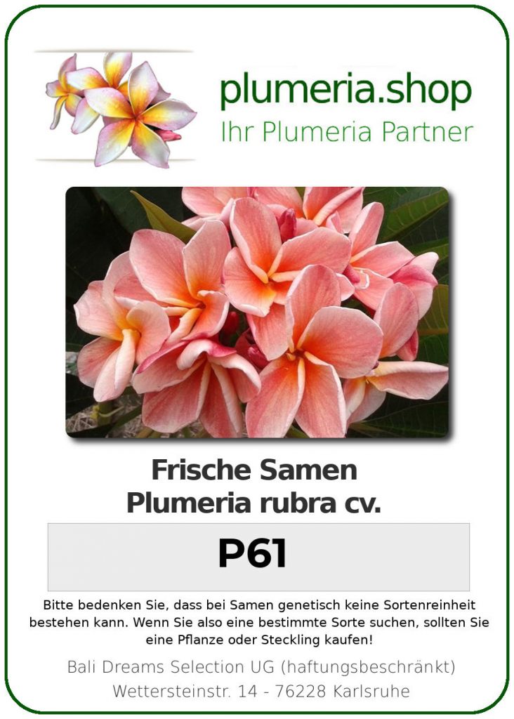 Plumeria rubra "P61"