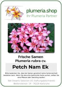 Plumeria rubra "Petch Nam Ek"