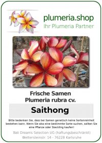 Plumeria rubra "Saithong"