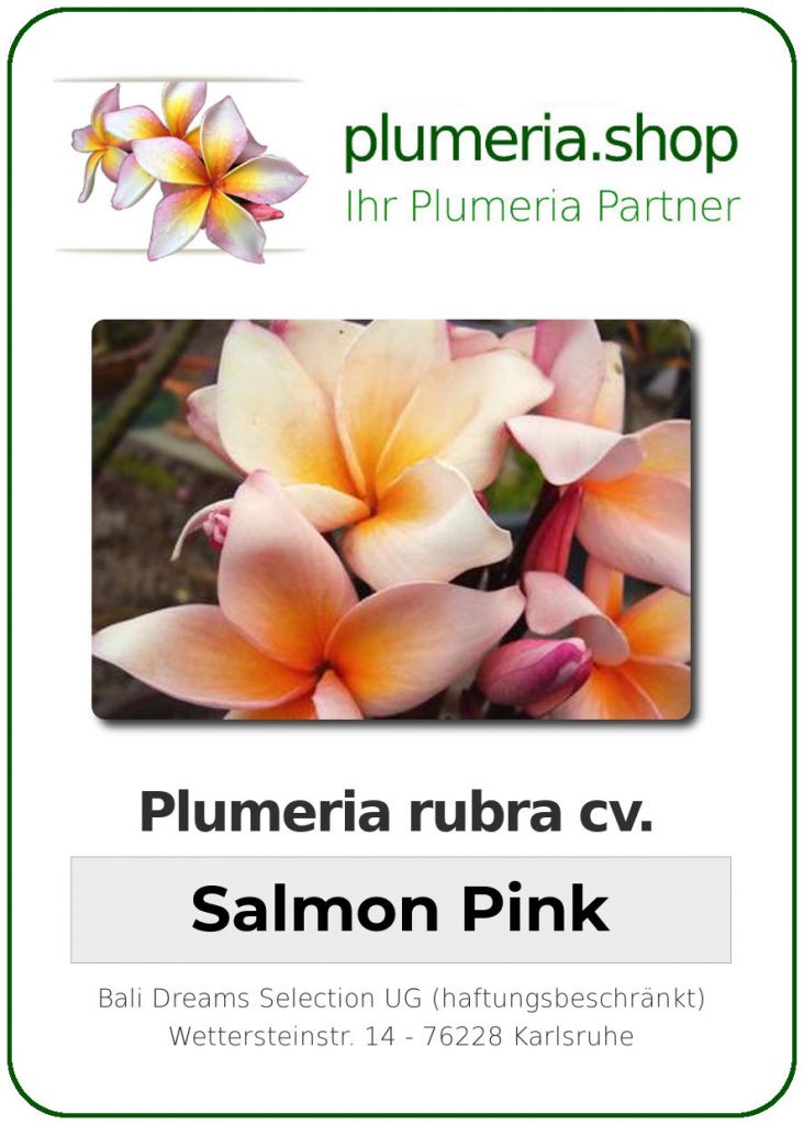 Plumeria rubra "Salmon Pink" - wurzelnackt
