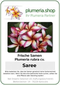 Plumeria rubra "Saree"