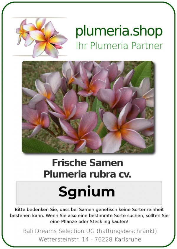 Plumeria rubra "Sgnium"