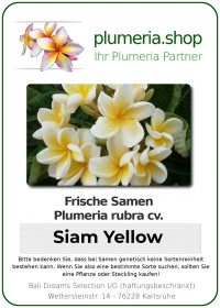 Plumeria rubra "Siam Yellow"