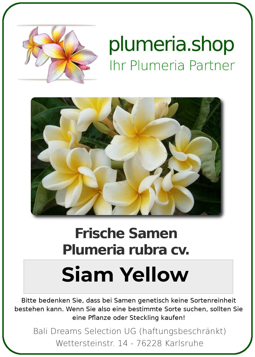 plumeria rubra “siam yellow” – plumeria shop – ihr partner für