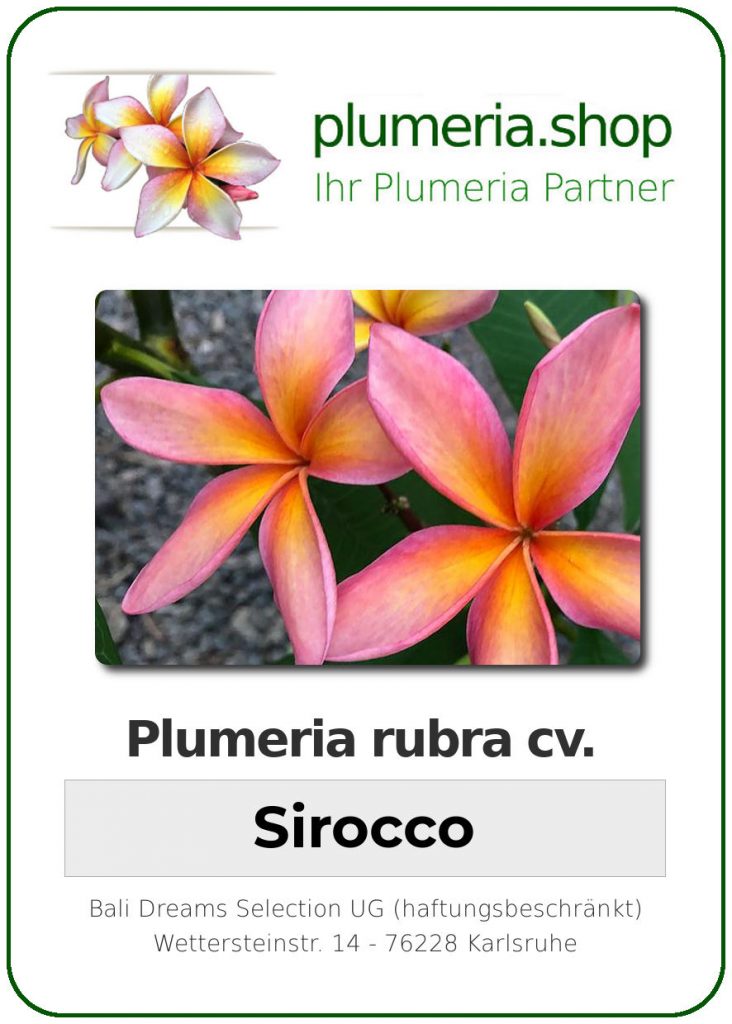 Plumeria rubra "Sirocco"