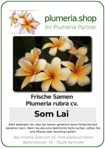 Plumeria rubra "Som Lai"